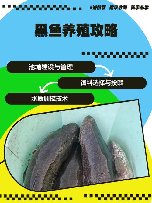 鱼塘套养黑鱼，关键技术有哪些？-图1