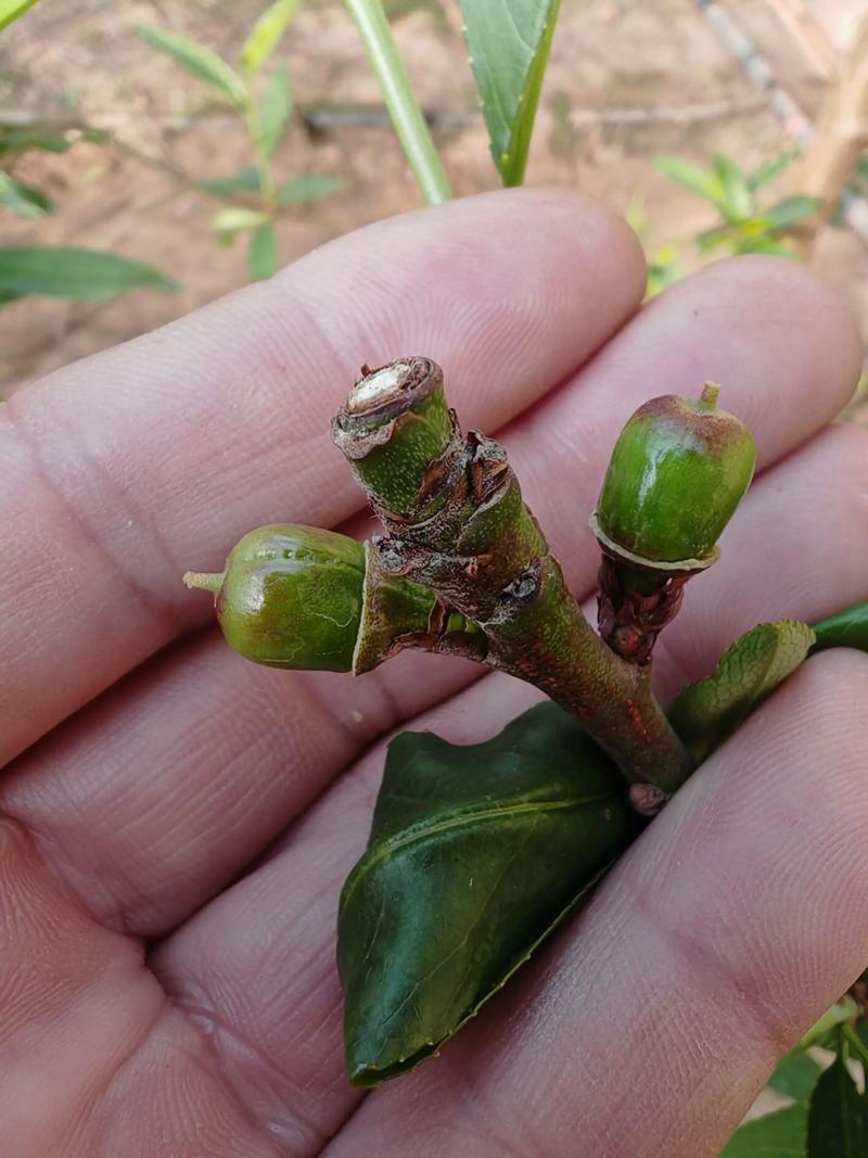 大棚蟠桃高产栽培技术要点有哪些？-图1