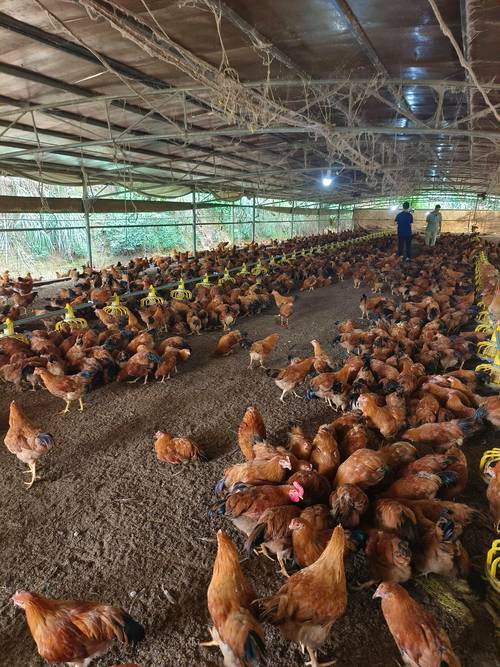 发酵床养鸡技术如何高效应用？-图1