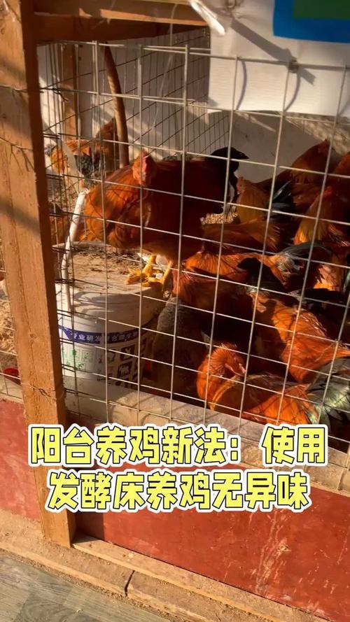发酵床养鸡技术如何高效应用？-图3
