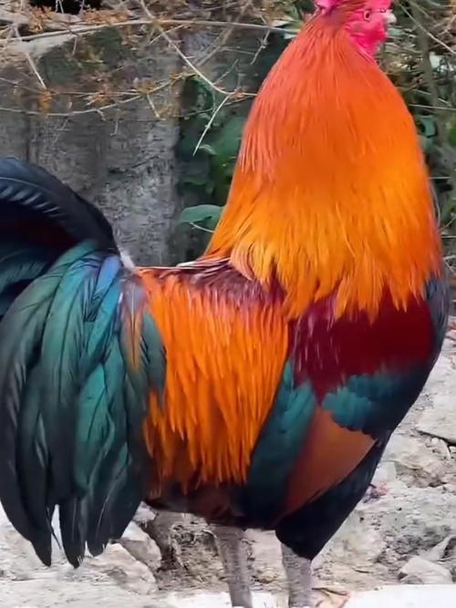 最漂亮的公鸡品种有哪些？-图1