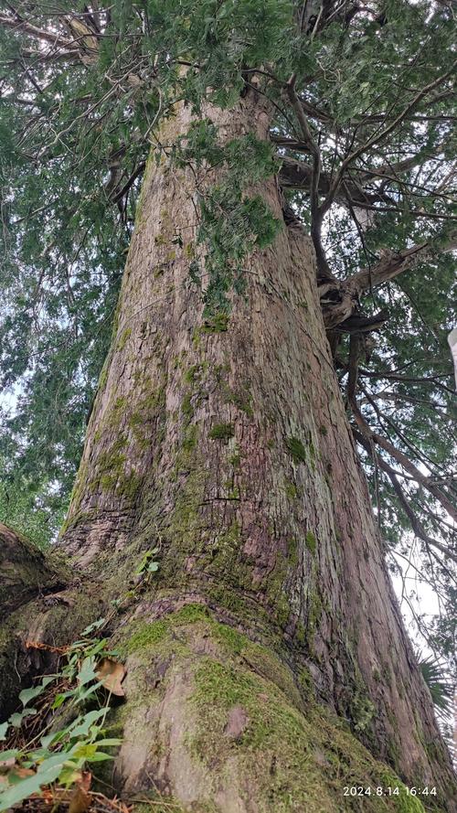 红豆杉哪个品种好？-图1