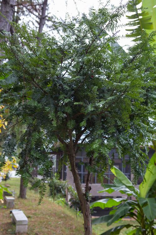 红豆杉哪个品种好？-图2