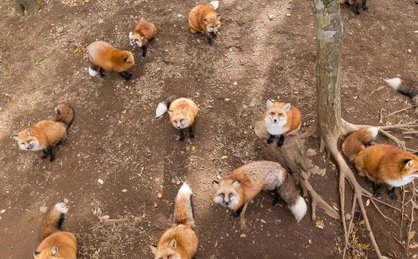 李文军养殖狐狸技术有何秘诀？-图2