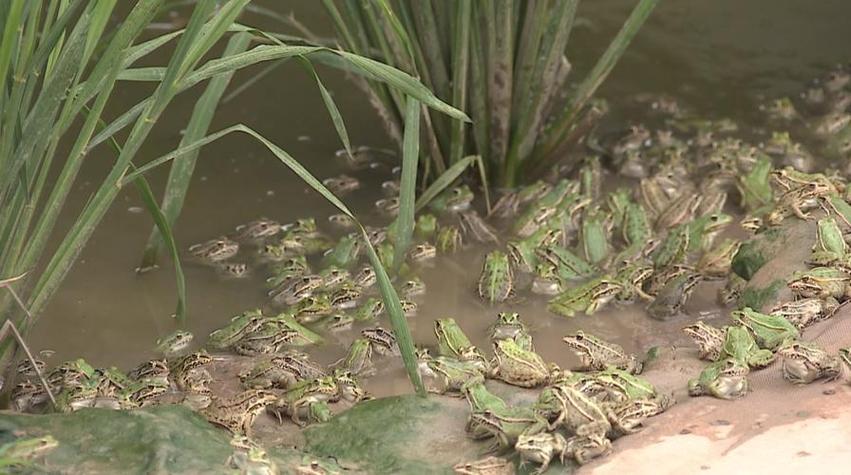 水稻里适合养什么蛙？-图2