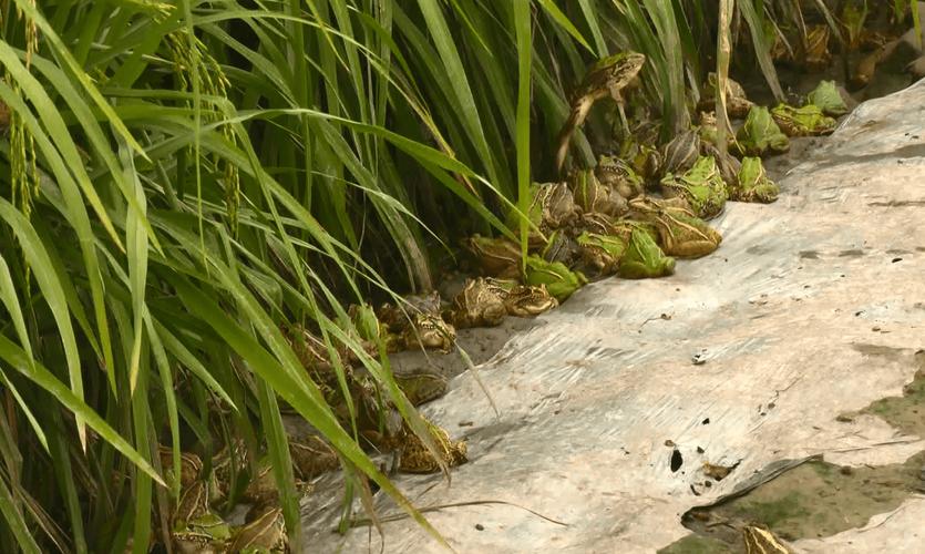 水稻里适合养什么蛙？-图1