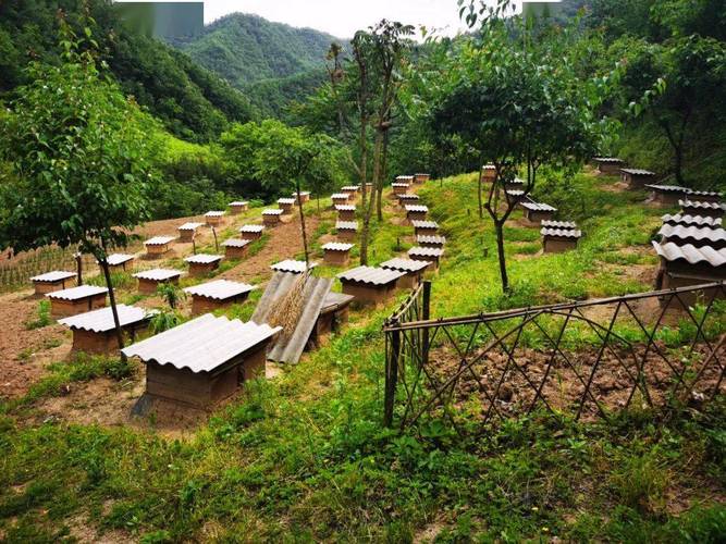 哪些蜂蜜源植物品种适合种植？-图2