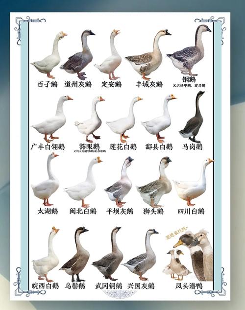 肉鹅饲养繁育技术有哪些关键要点？-图2