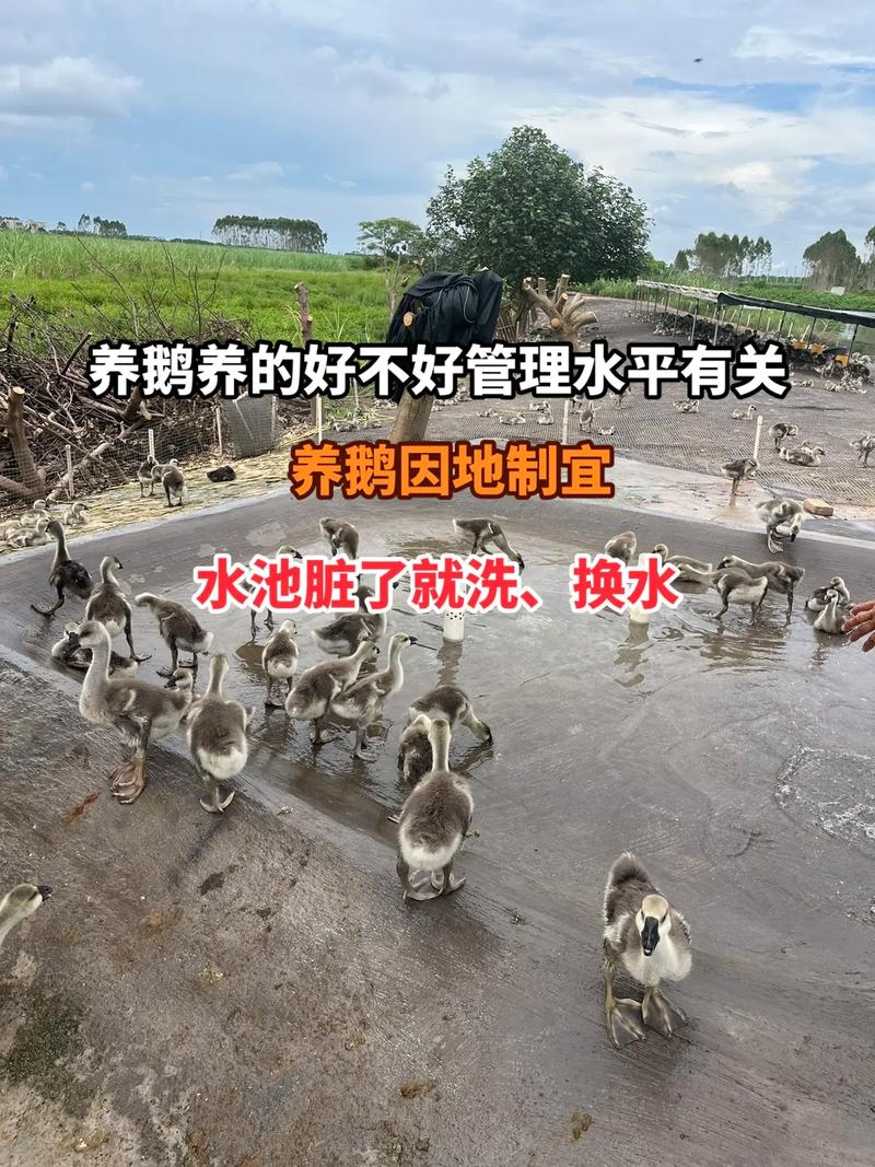 肉鹅饲养繁育技术有哪些关键要点？-图1