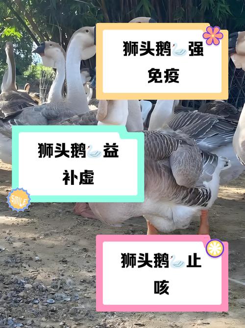 肉鹅饲养繁育技术有哪些关键要点？-图3