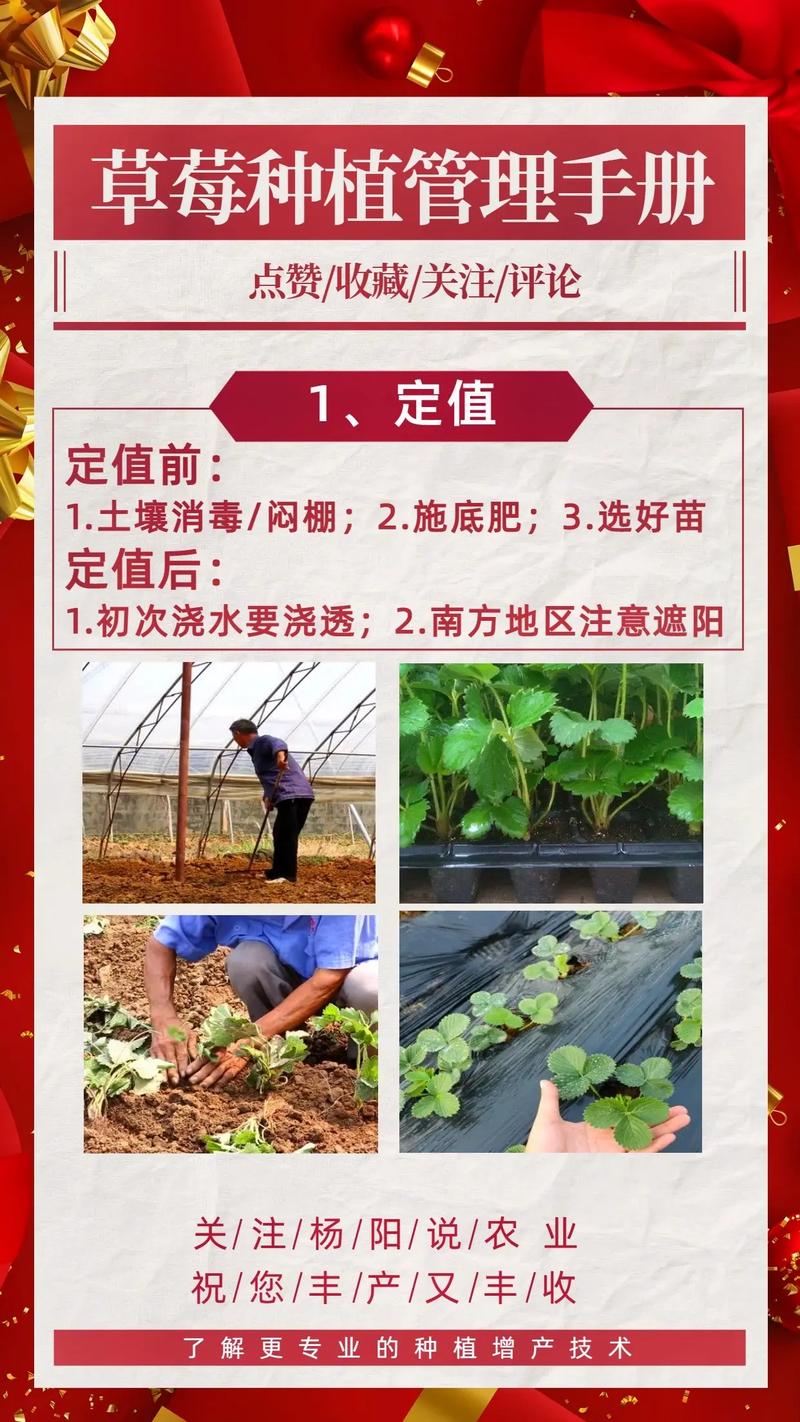 草莓种植技术管理流程有哪些关键步骤？-图3