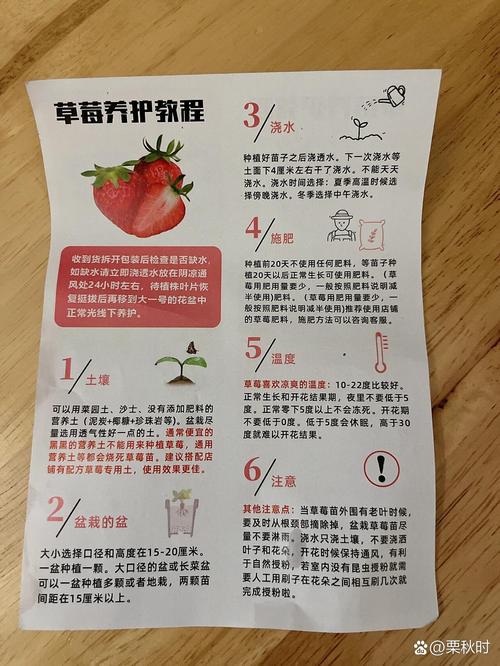 草莓种植技术管理流程有哪些关键步骤？-图1