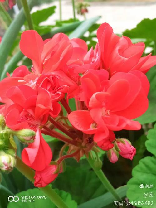 红色天竺葵品种有哪些？-图2