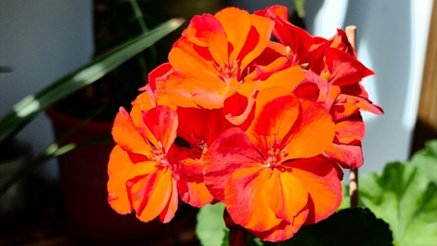 红色天竺葵品种有哪些？-图3