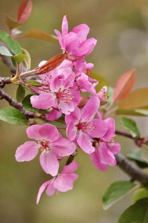 北美海棠哪个品种更值得种植？-图2