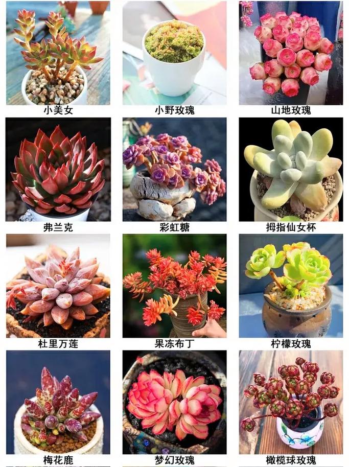 品种好点的多肉有哪些-图2