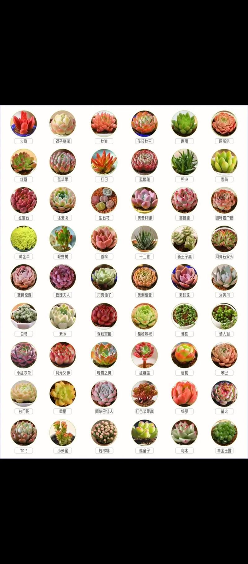 品种好点的多肉有哪些-图1