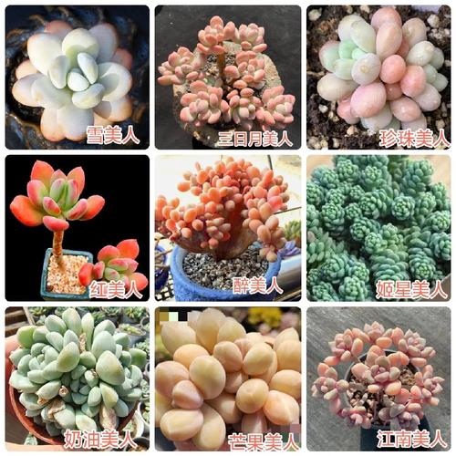 品种好点的多肉有哪些-图3