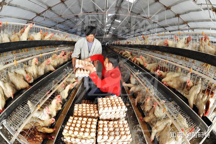 鹌鹑鸡养殖技术视频怎么学？-图1