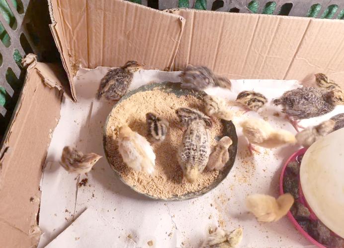 鹌鹑鸡养殖技术视频怎么学？-图2