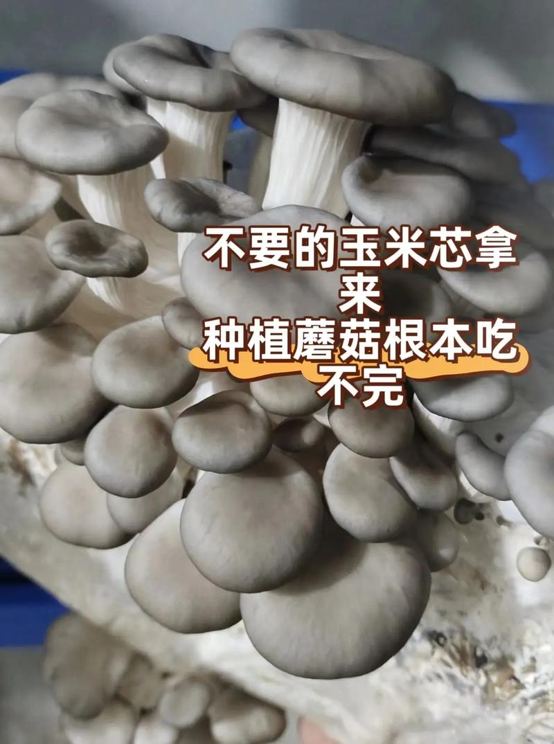 冬天种菌菇，保温加光照怎么控？-图1