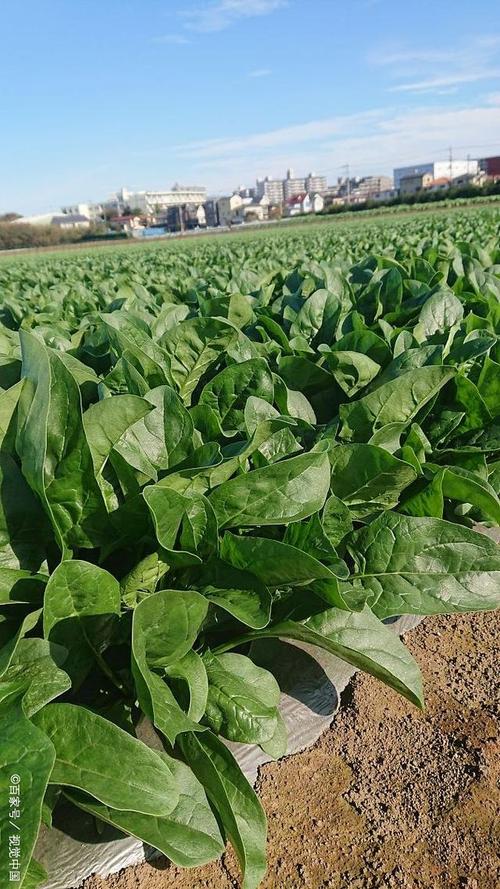 秋季菠菜栽培技术要点有哪些？-图1