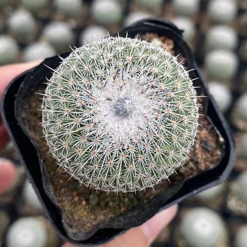 仙人球品种怎么选？哪种最好养又好看？-图3