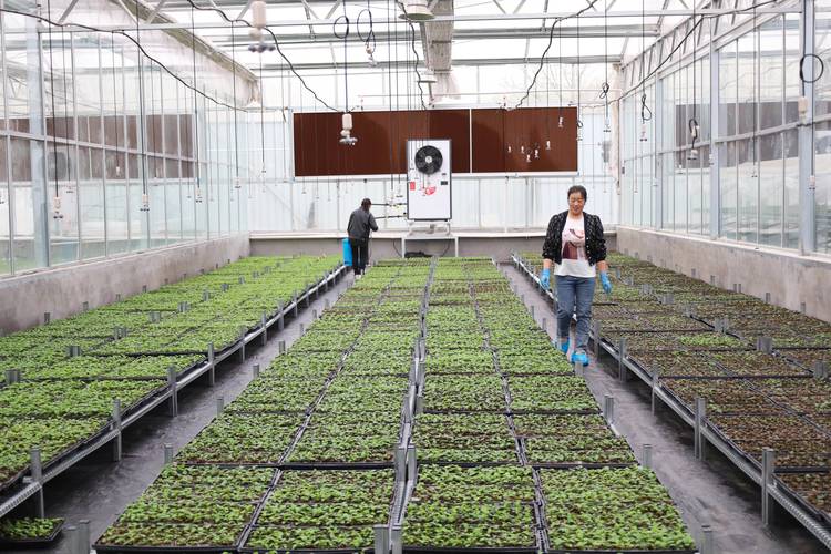 苹果四种植技术视频，有哪些关键点？-图3