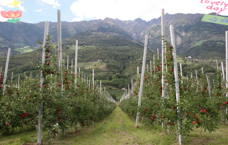 苹果四种植技术视频，有哪些关键点？-图1