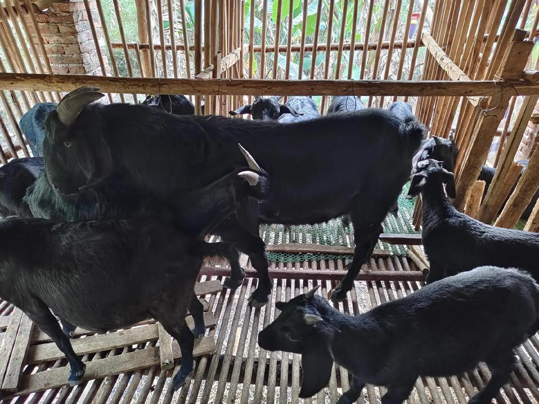 公羊养殖技术视频有哪些要点？-图1