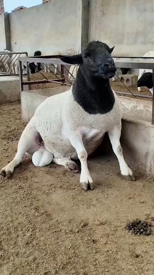 公羊养殖技术视频有哪些要点？-图2