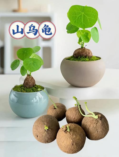 盆栽山乌龟怎么种？关键技巧有哪些？-图3