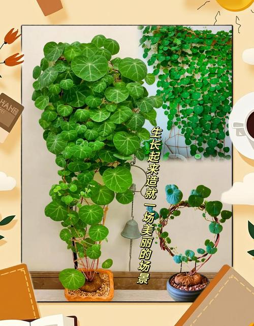 盆栽山乌龟怎么种？关键技巧有哪些？-图2