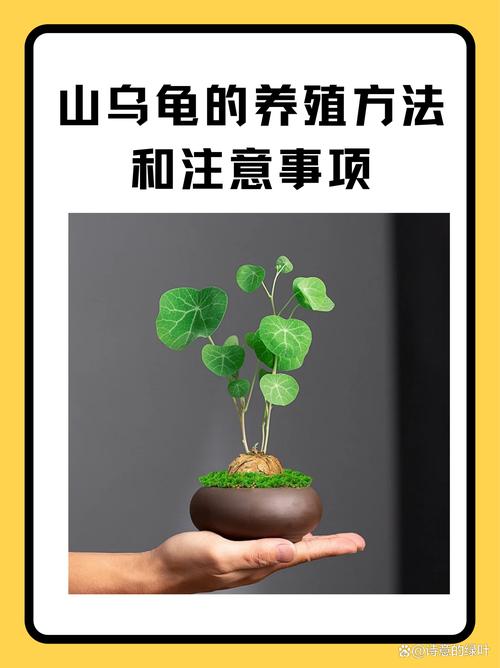 盆栽山乌龟怎么种？关键技巧有哪些？-图1