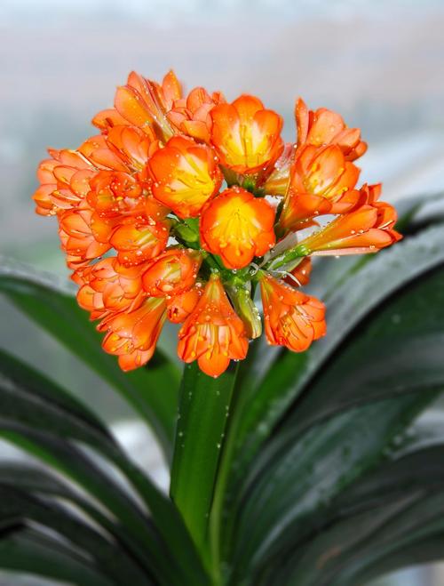 君子兰品种有哪些？附图片吗？-图2