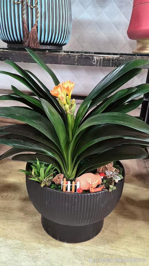 君子兰品种有哪些？附图片吗？-图3