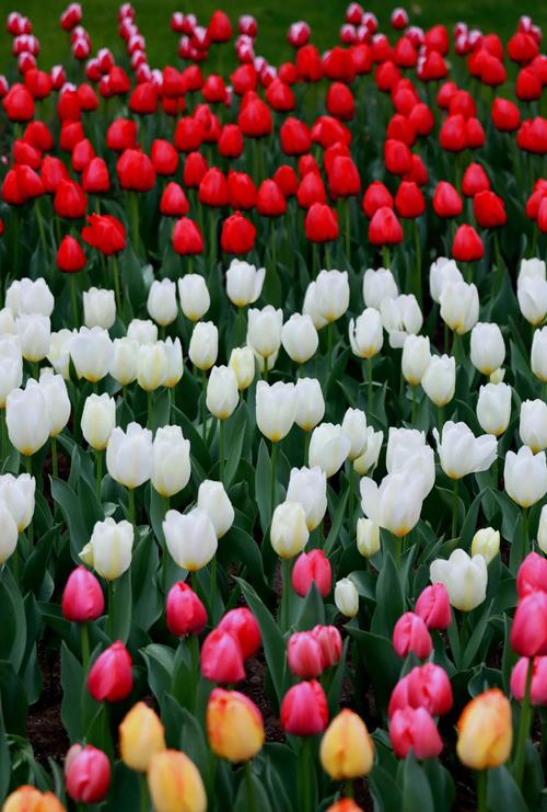 郁金香品种繁多，常见有哪些？-图3