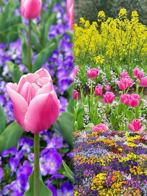 郁金香品种繁多，常见有哪些？-图2