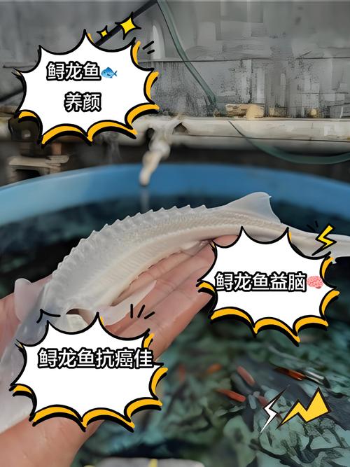 鲟鱼养殖技术有哪些关键要点？-图3