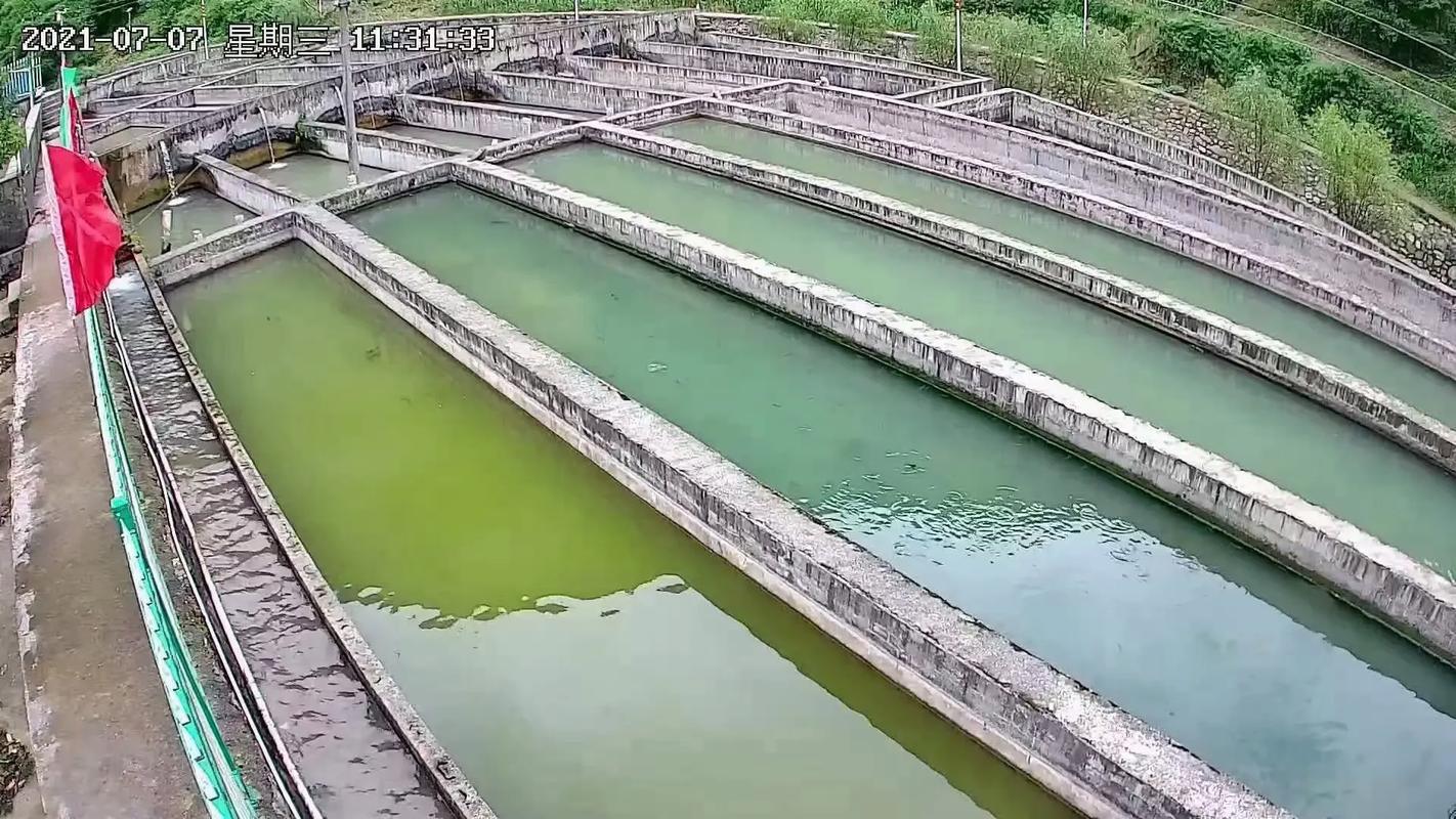 鲟鱼养殖技术有哪些关键要点？-图1
