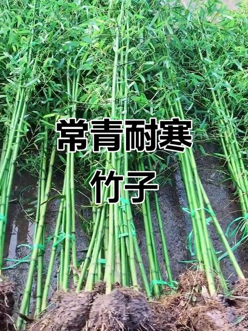 北方哪种竹子最抗冻？-图1