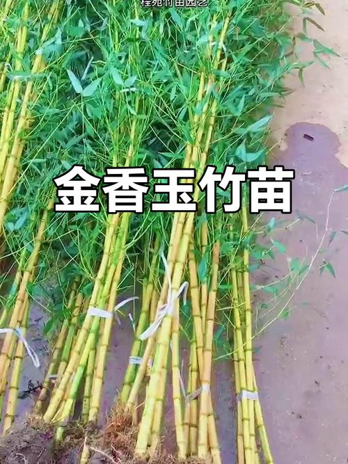 北方哪种竹子最抗冻？-图2