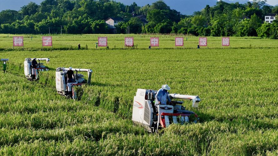 农广天地水稻技术视频有哪些实用技巧？-图3