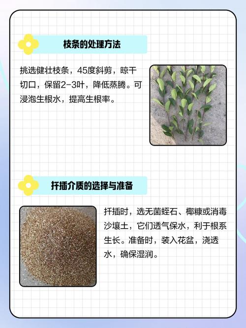 蚕桑树枝条扦插技术要点有哪些？-图1