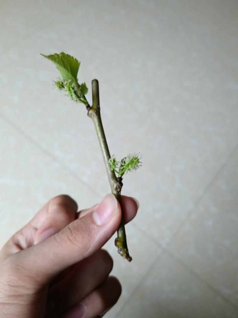 蚕桑树枝条扦插技术要点有哪些？-图2