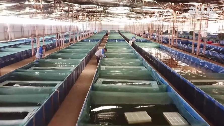 大棚农虾养殖技术视频怎么学？-图2