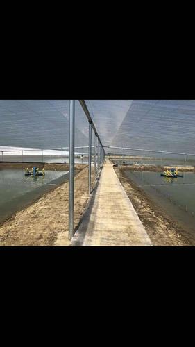 大棚农虾养殖技术视频怎么学？-图3