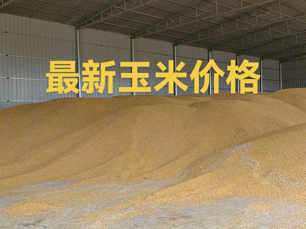 河北玉米价格最新行情怎么样？-图3