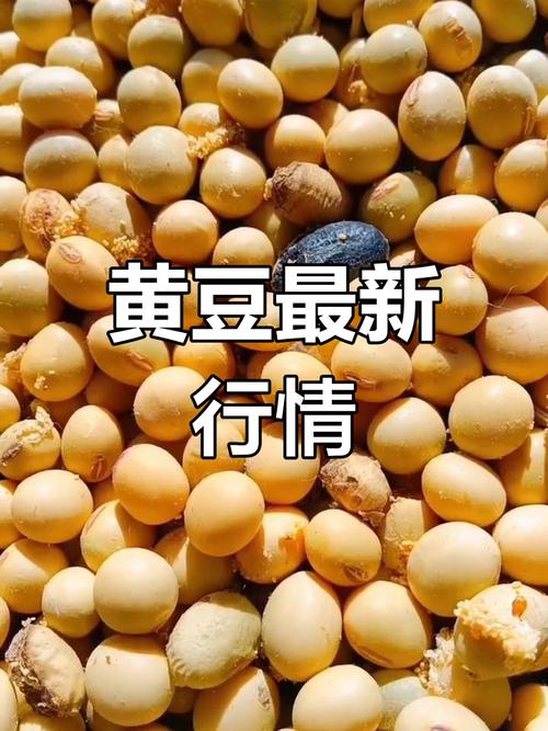 黑龙江大豆价格最新行情如何？-图1