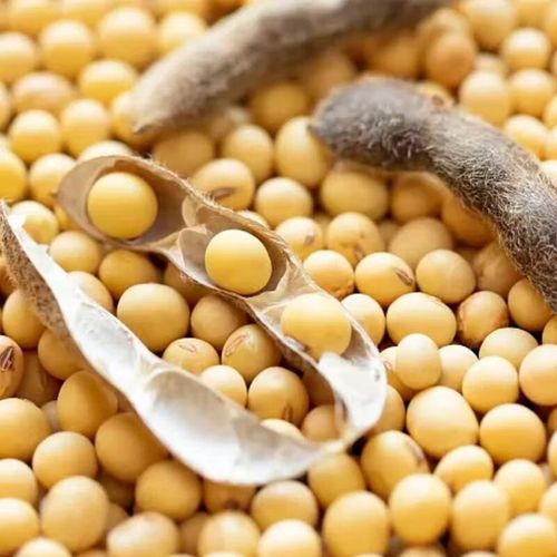 黑龙江大豆价格最新行情如何？-图2